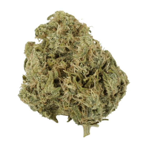 Moby Dick | Just Cannabis Canada