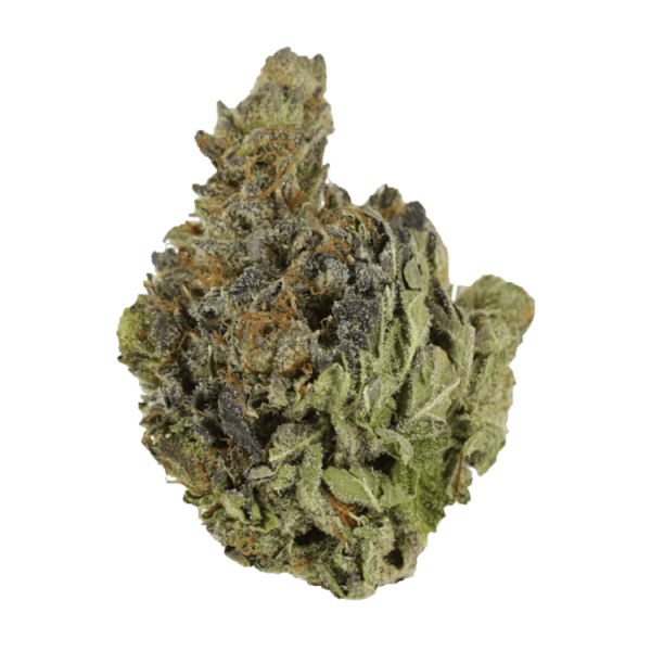 Chocolope | Just Cannabis Canada