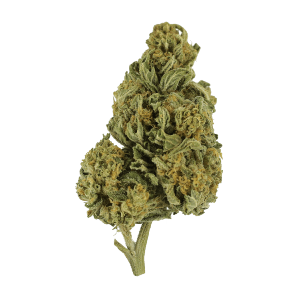 Blackwater | Just Cannabis Canada