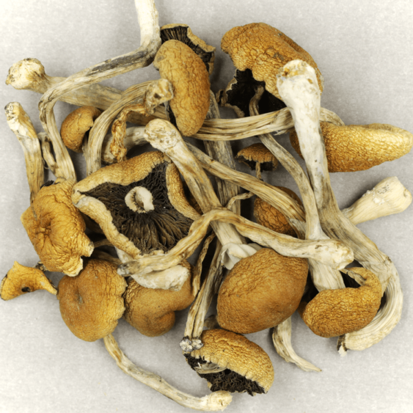 Cambodian Psilocybe Cubensis | Just Cannabis Canada