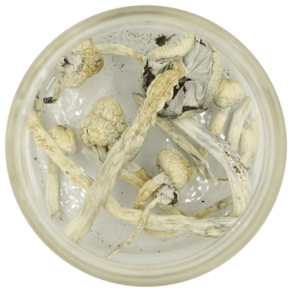 Great White Monster Cubensis | Just Cannabis Canada