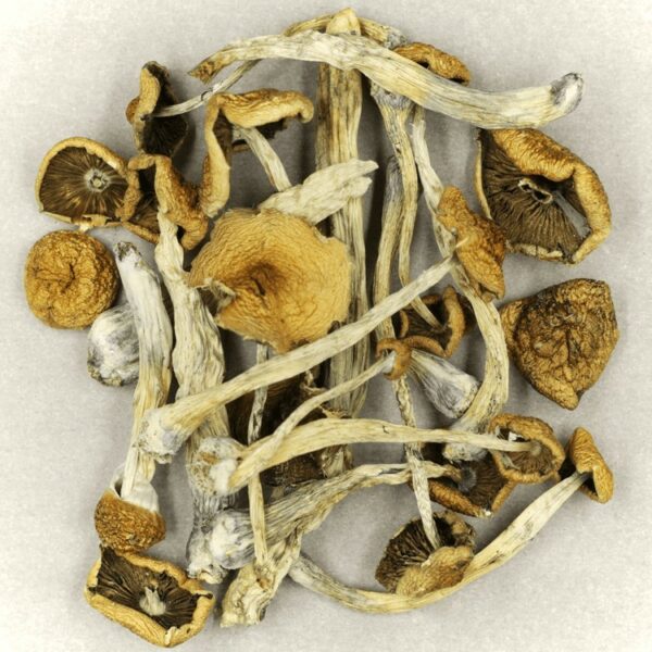 Psilocybe Cubensis Mexicana | Just Cannabis Canada