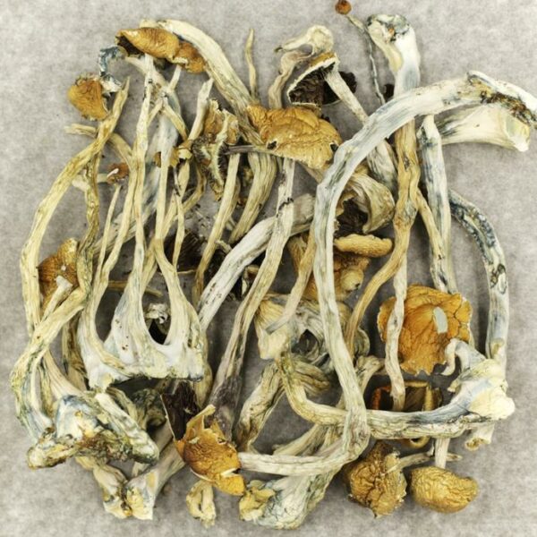 Amazonian Cubensis | Just Cannabis Canada