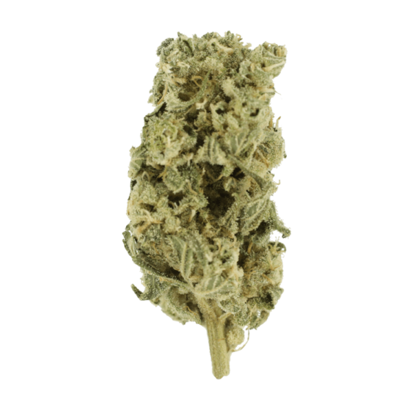 Hash Plant – 1oz / $60 | Just Cannabis Canada